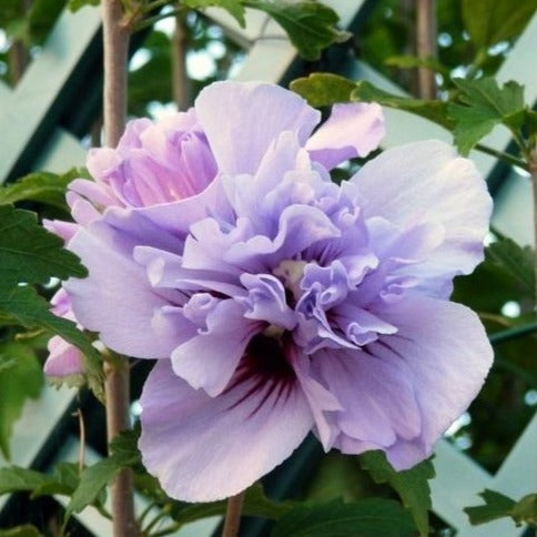 purple rose of sharon bush