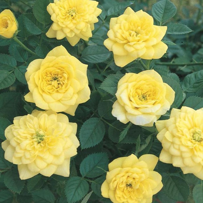 yellow sunblaze minature rose