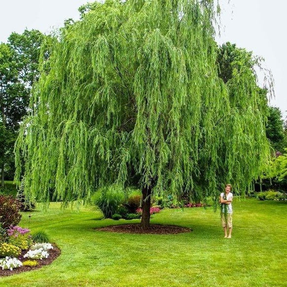 Fast Growing Shade Trees Zone 9 — Plantingtree 