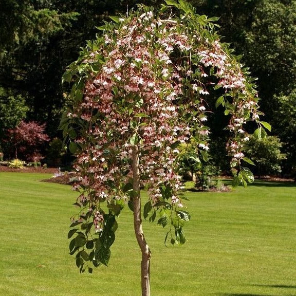 Marley's Pink Parasol Japanese Snowbell Tree - Unique Bell-Shaped