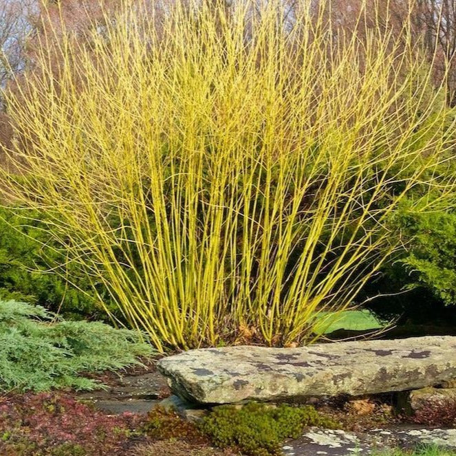 twig dogwood