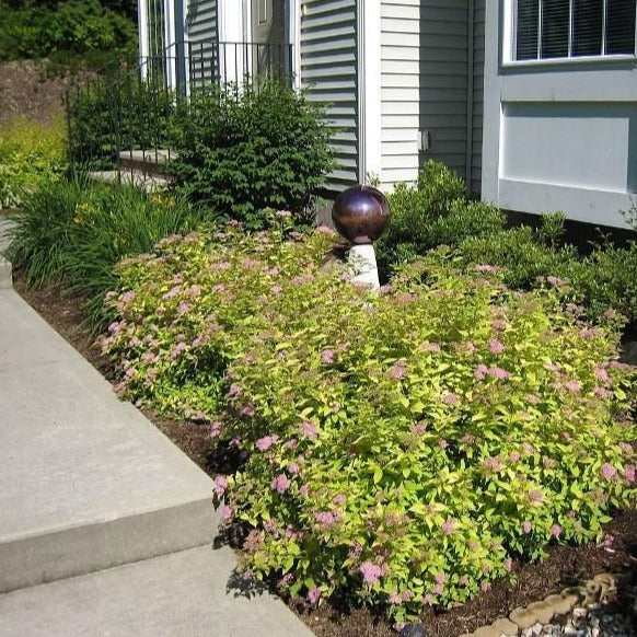 Image of Goldmound spirea with ornamental grasses