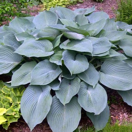 Blue Angel Hosta