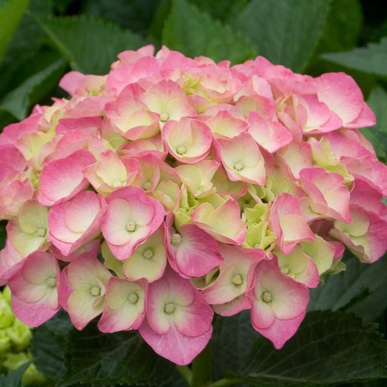 Cityline Berlin Bigleaf Hydrangea — PlantingTree