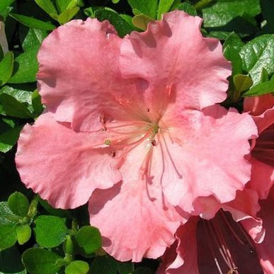 Gumpo Pink Azalea | Pink Groundcover Flowering Azalea - PlantingTree