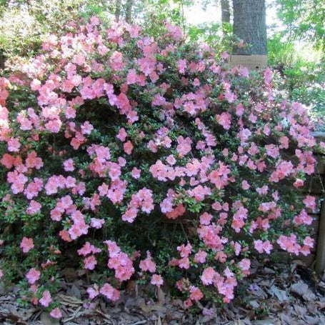 Gumpo Pink Azalea Pink Groundcover Flowering Azalea Plantingtree