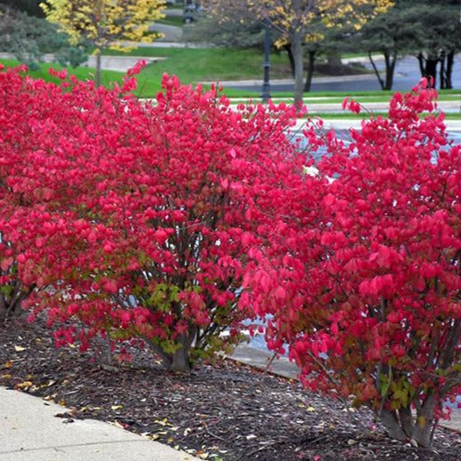 Burning | Stunning Fire Engine Fall Red Color - PlantingTree