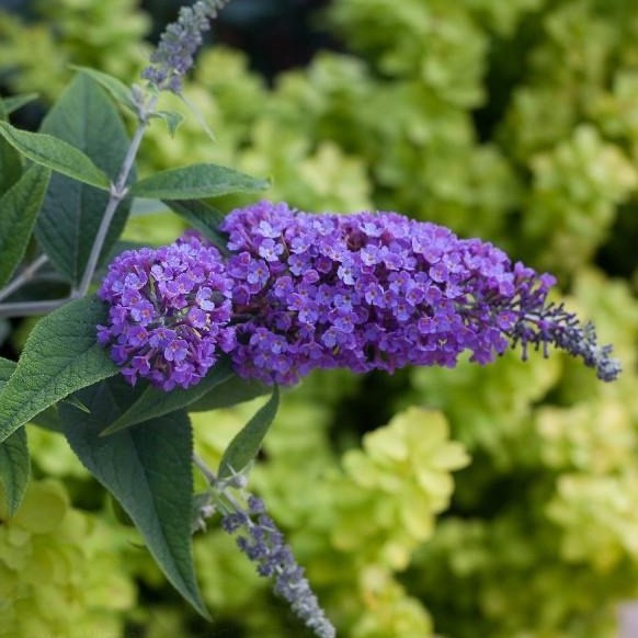 purpule haze butterfly bush