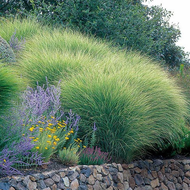 Morning Light Miscanthus Maiden Grass Plantingtree