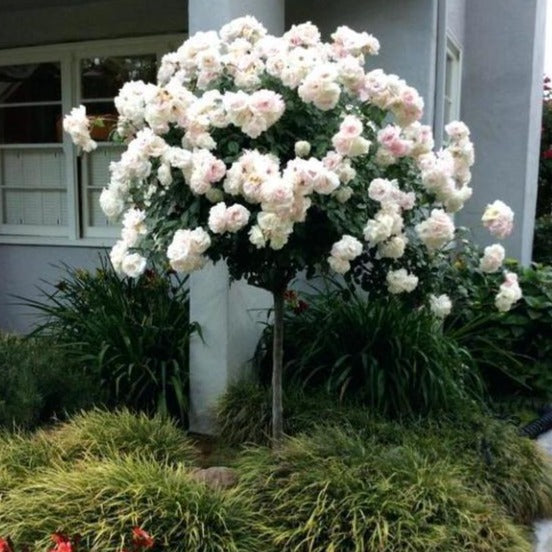 white rose tree