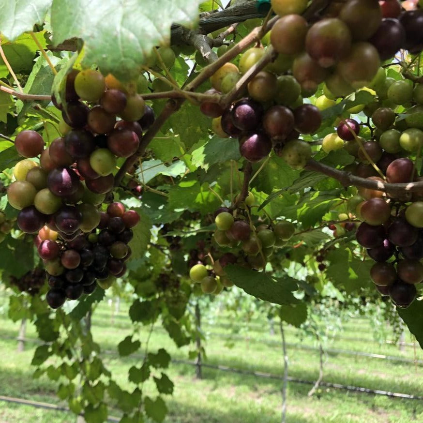 How To Grow Big Muscadine Grapes