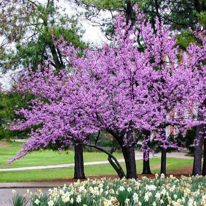 Future Plants By Randy Stewart Azaleas Evergreen Hybrids