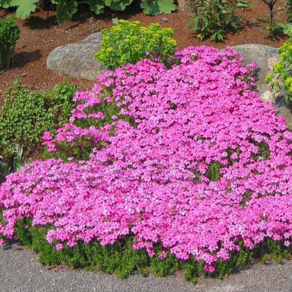 phlox