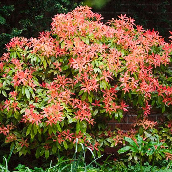 Pieris Mountain Fire | Red And Green Shiny Foliage — PlantingTree.com