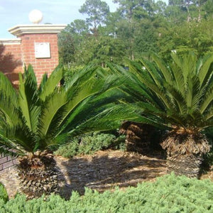 Sago Palm Tree - PlantingTree