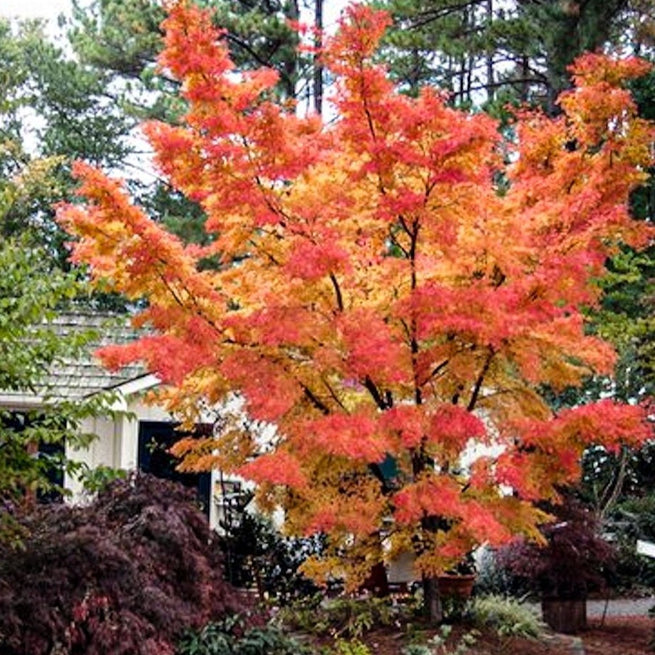 coral bark japanese maple