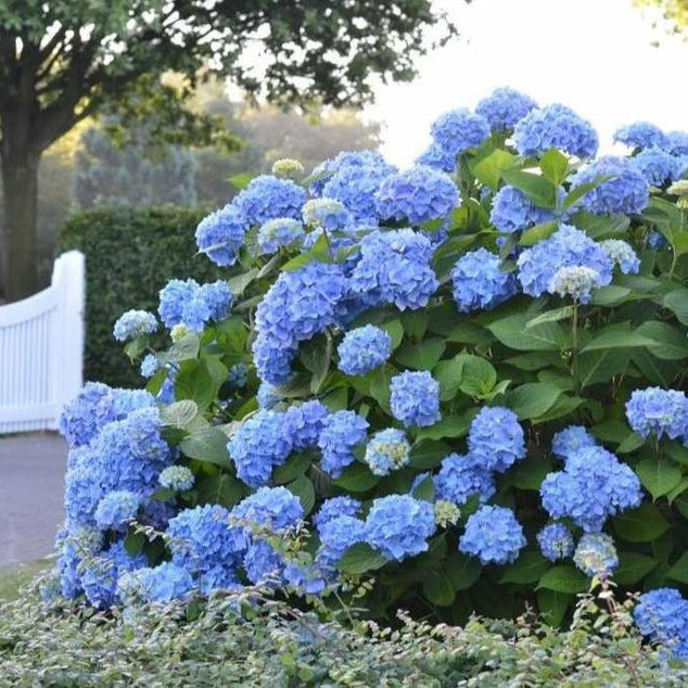 Endless Summer Hydrangea | Bright Blooms - PlantingTree