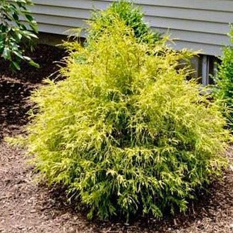 Image of Golden mop cypress and oakland hollies companion plants