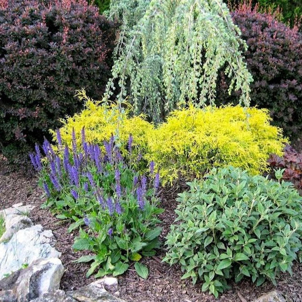 Image of Golden mop cypress and loropetalum companion plants