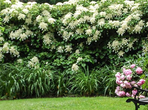 White Climbing Hydrangea Vine - PlantingTree