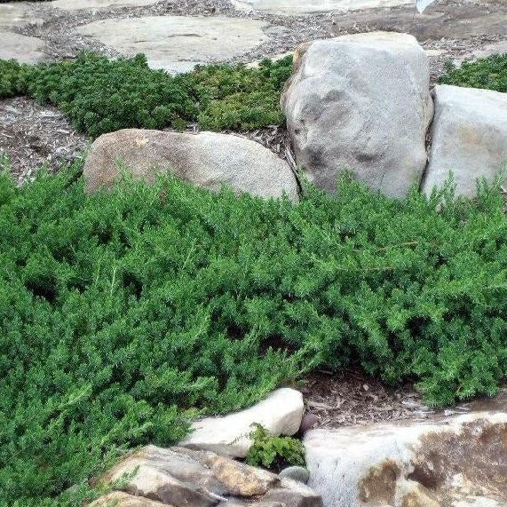 juniper bushes