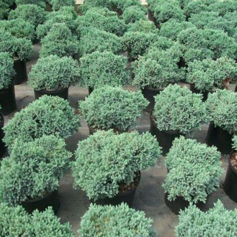 Juniperus Communis Greenmantle 24 Std Specimen 1888