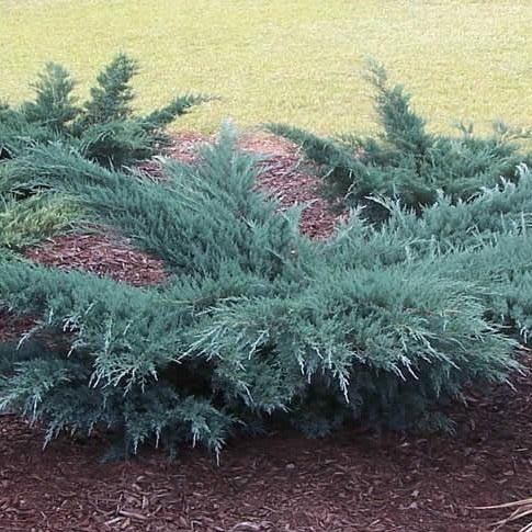 grey owl juniper