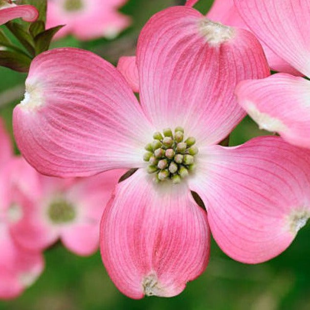 Pink Dogwood | Pink Dogwood Tree for Sale — PlantingTree.com