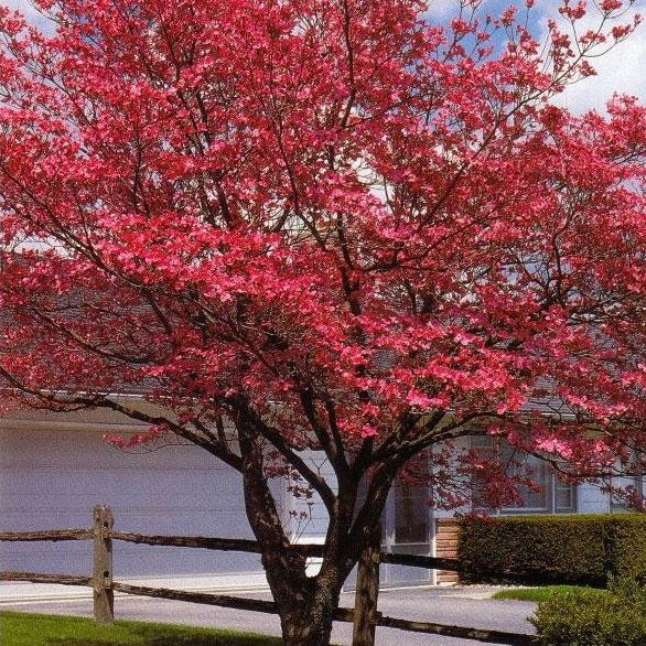 Red Dogwood Tree | Red Dogwood Trees for Sale ...