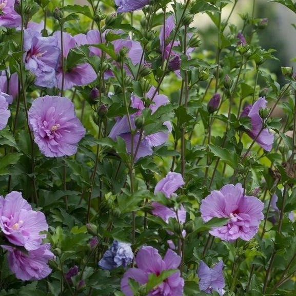 Lavender Chiffon Hibiscus Light Purple Blooms Plantingtree