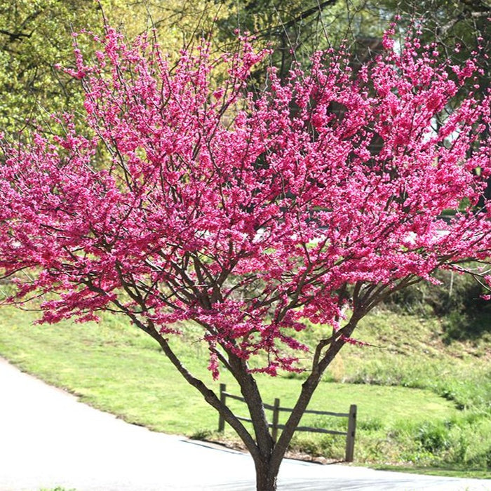 Rising Sun Redbud | Rising Sun Redbud for Sale — PlantingTree