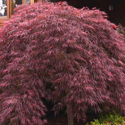 crimson queen japanese maple tree pruning