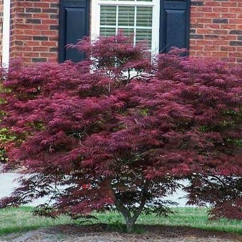 Tamukeyama Japanese Maple PlantingTree   6267430 