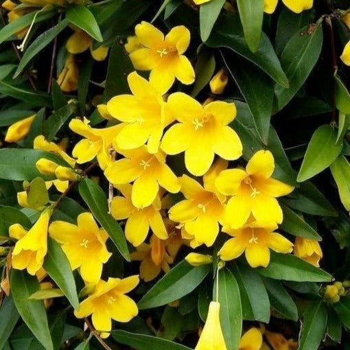 carolina yellow jessamine