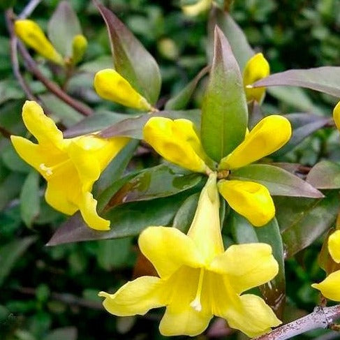 is jasmine vine toxic to dogs