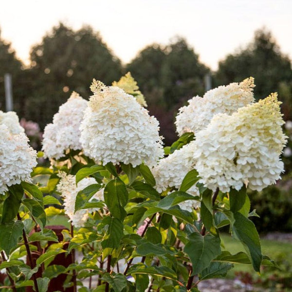 Vanilla Strawberry Hydrangea - PlantingTree