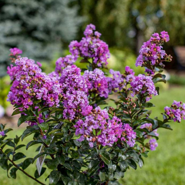 Purple Magic Crape Myrtle For Sale Bold Purple Blooms Plantingtree