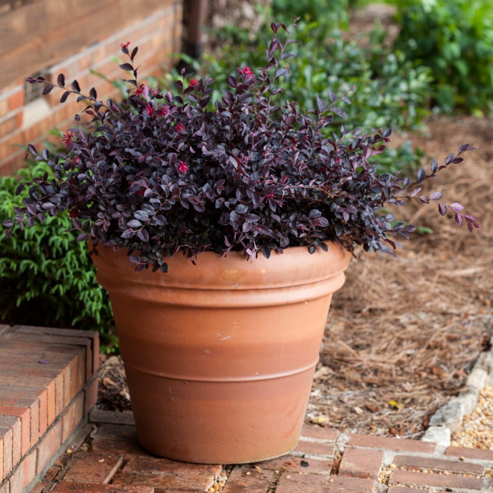 crimson-fire-loropetalum-plantingtree