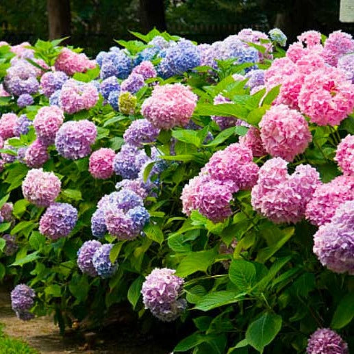 Penny Mac Hydrangea | Fun Multi Color Shrub - PlantingTree