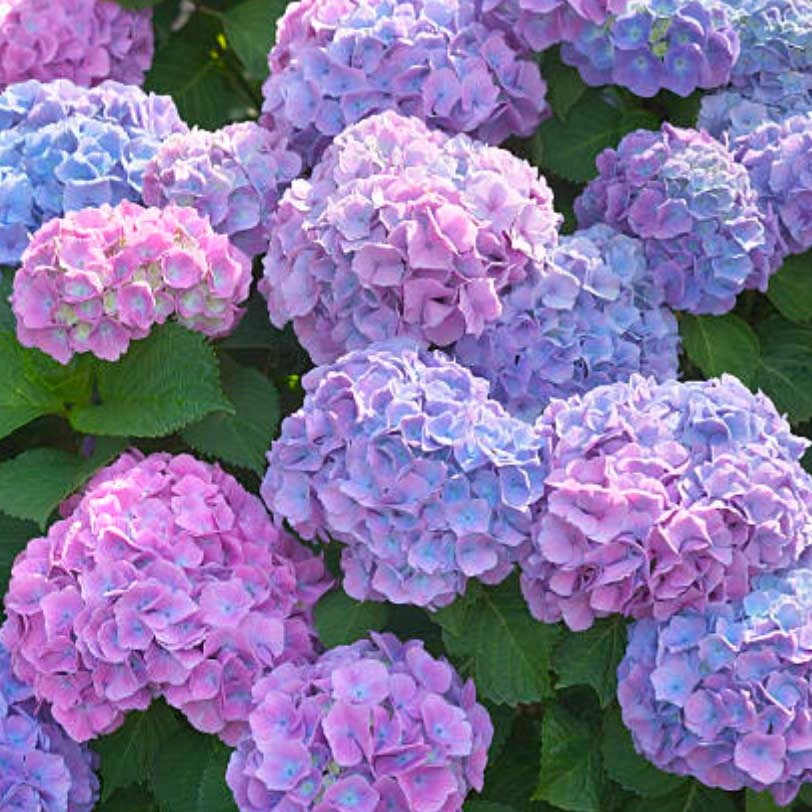 Penny Mac Hydrangea | Fun Multi Color Shrub - PlantingTree