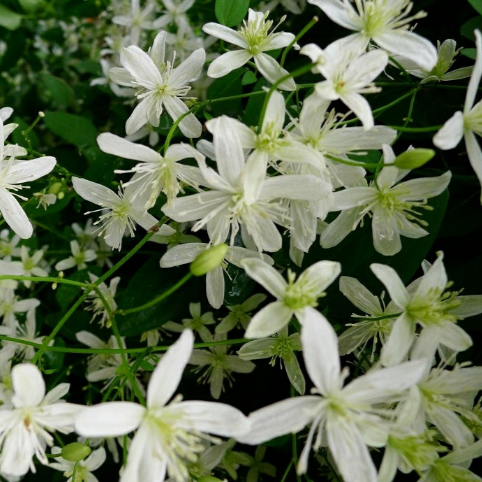 clematis sweet autumn