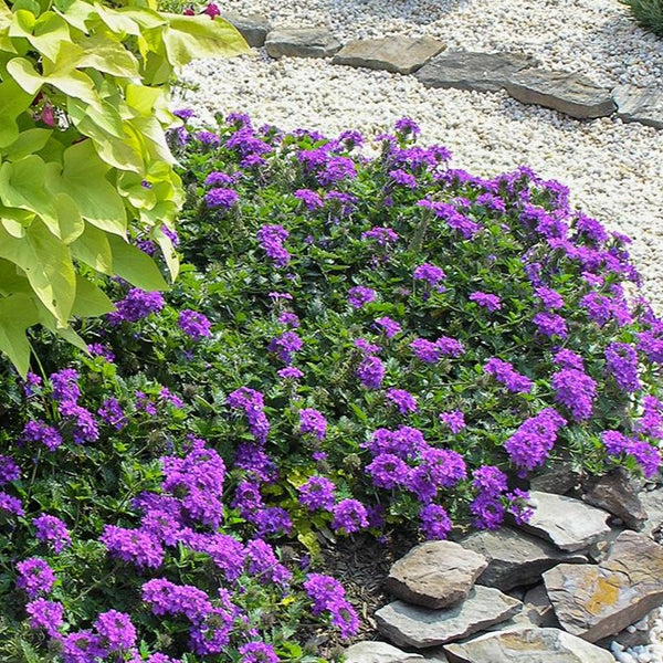 Verbena Homestead Purple