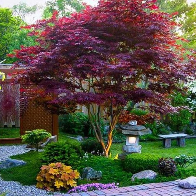 best type of maple tree to plant