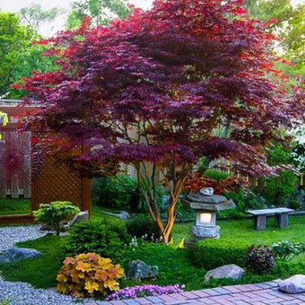 dwarf japanese maple landscape ideas