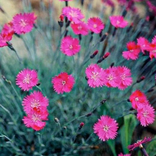 dianthus