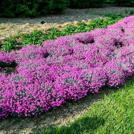 Image of Verbena and Firewitch dianthus companion plants