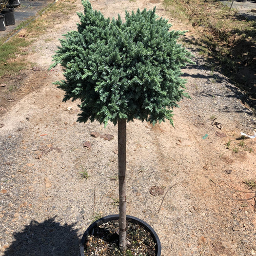 blue-star-juniper-tree-plantingtree