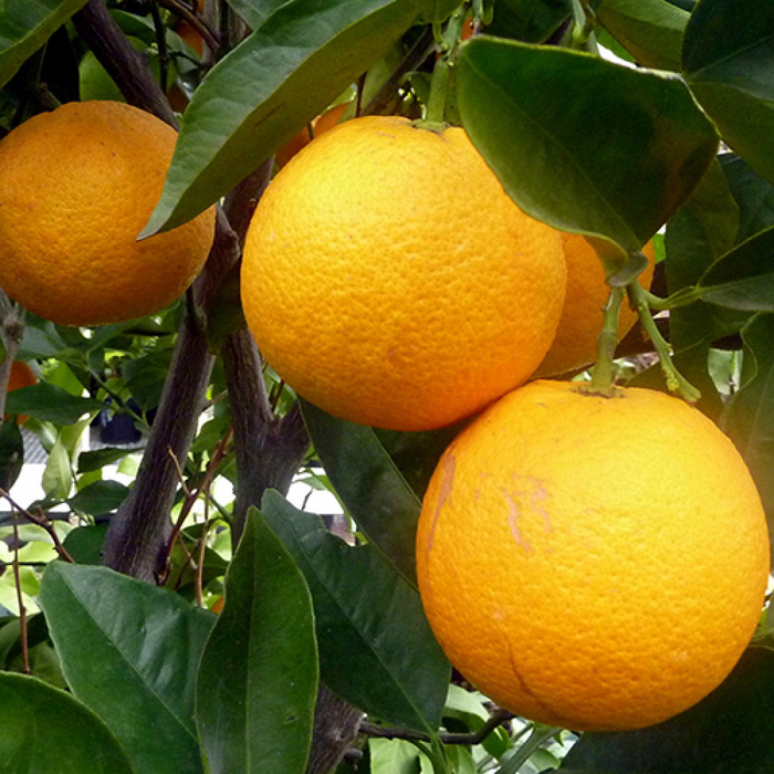 Navel Orange Tree Navel Orange Tree For Sale Plantingtree