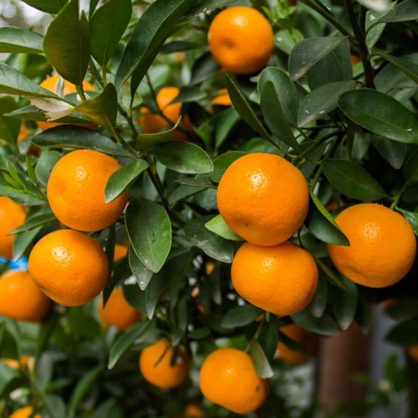 satsuma tangerine tree care