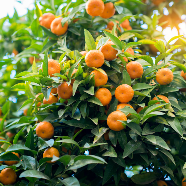 Owari Satsuma Mandarin Tree Plantingtree